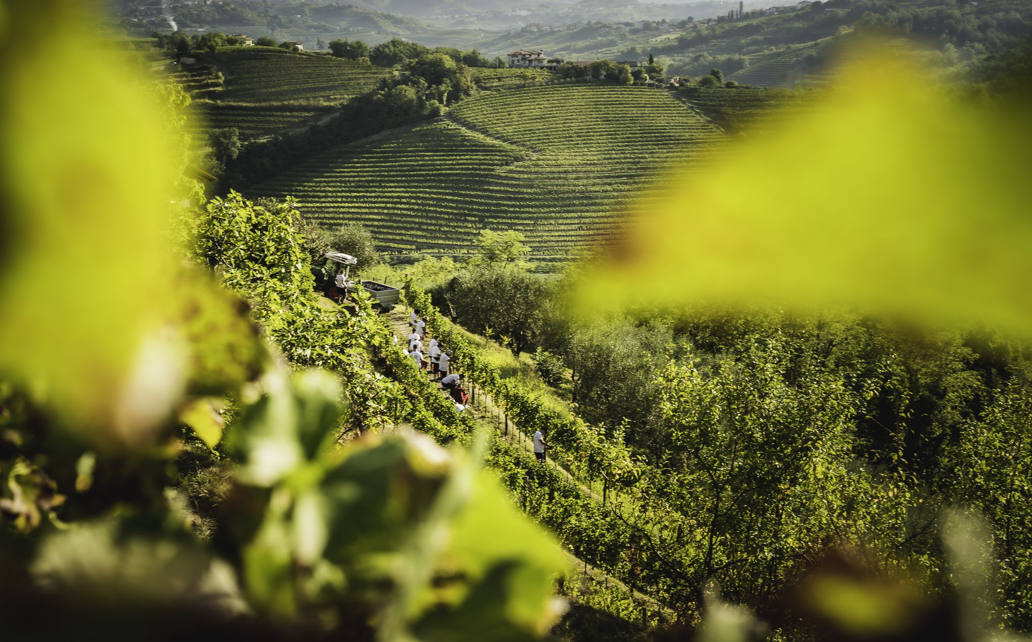 Marjan Simcic Trgatev Modri Pinot 31 Of 200
