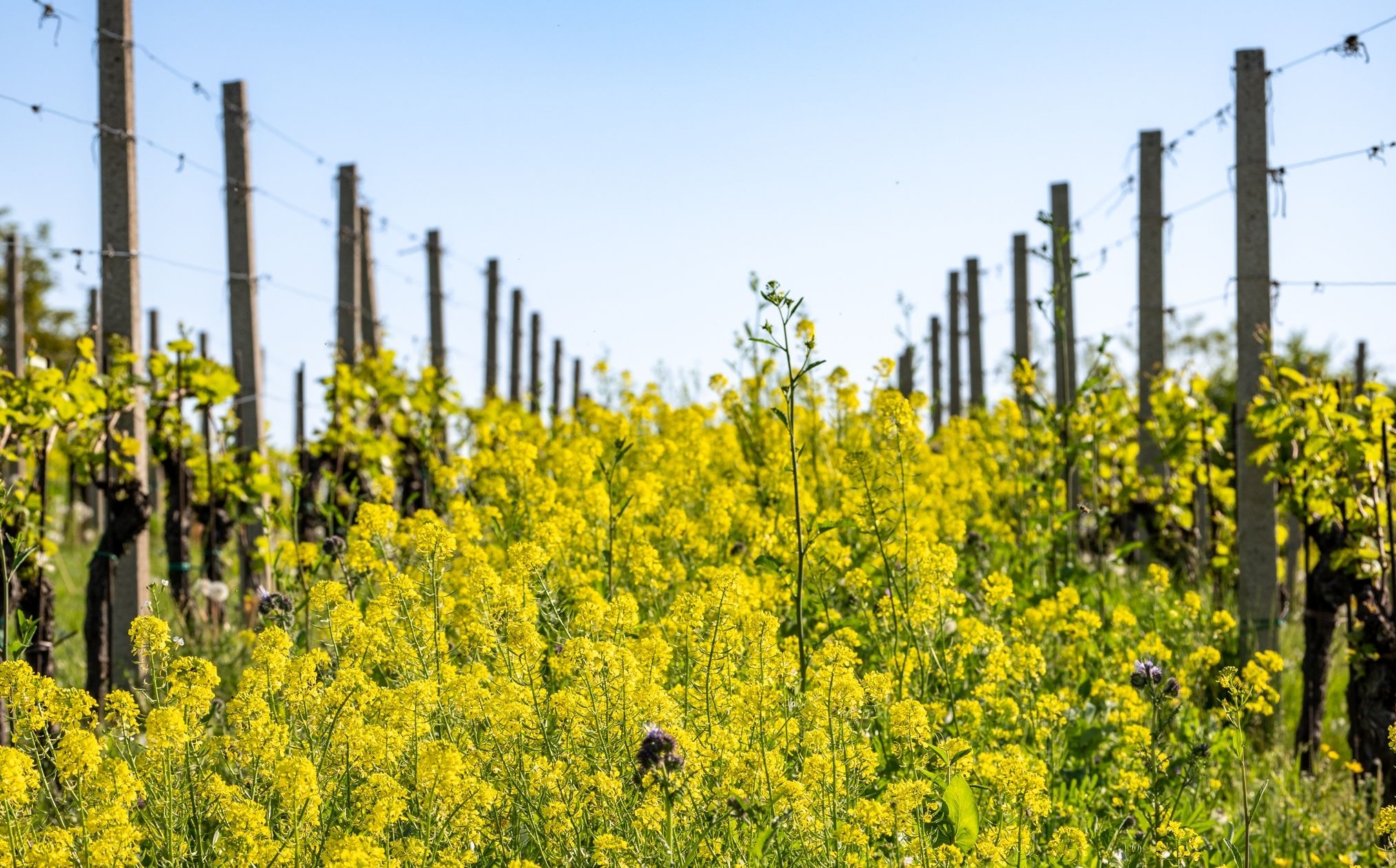 organic farming