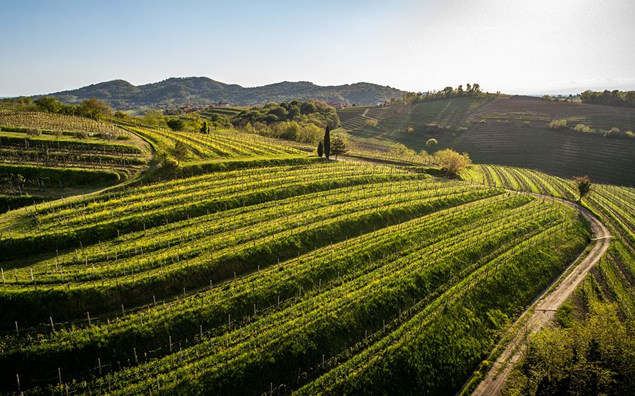 Marjan Simcic Domaine Vineyard Jordano Cru 1000px